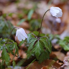 Wood anemone (Anemone nemorosa), Müritz National Park, Mecklenburg Lake District, Mecklenburg,