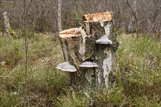 Stump of a birch tree with tree fungi, Kesselmoor, Müritz National Park, Mecklenburg Lake District,