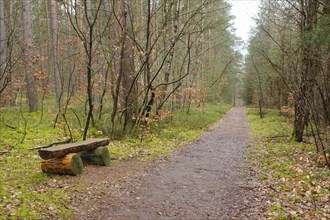Bench on the path through the forest, Waren, Müritz, Müritz National Park, Mecklenburg Lake