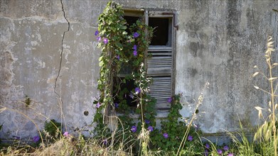 Window in a crumbling wall overgrown with ivy and purple flowers, feeling of abandonment and decay,