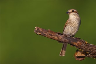 Red-backed shrike, red-backed shrike, thorn-backed shrike, family of shrikes, (Lanius collurio),