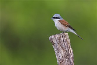 Red-backed shrike, red-backed shrike, thorn-backed shrike, family of shrikes, (Lanius collurio),