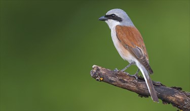 Red-backed shrike, red-backed shrike, thorn-backed shrike, family of shrikes, (Lanius collurio),