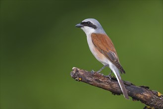 Red-backed shrike, red-backed shrike, thorn-backed shrike, family of shrikes, (Lanius collurio),