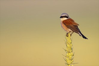 Red-backed shrike, red-backed shrike, thorn-backed shrike, family of shrikes, (Lanius collurio),