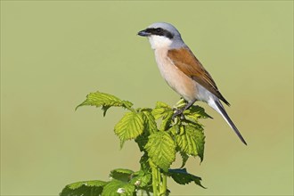 Red-backed shrike, red-backed shrike, thorn-backed shrike, family of shrikes, (Lanius collurio),