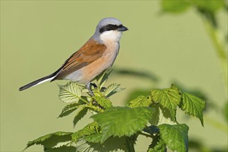 Red-backed shrike, red-backed shrike, thorn-backed shrike, family of shrikes, (Lanius collurio),