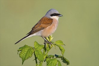 Red-backed shrike, red-backed shrike, thorn-backed shrike, family of shrikes, (Lanius collurio),