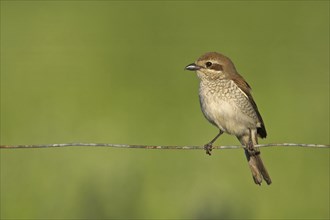 Red-backed shrike, red-backed shrike, thorn-backed shrike, family of shrikes, (Lanius collurio),