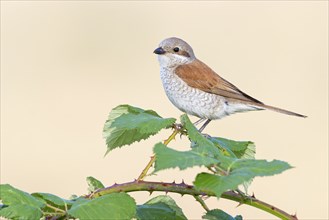 Red-backed shrike, red-backed shrike, thorn-backed shrike, family of shrikes, (Lanius collurio),