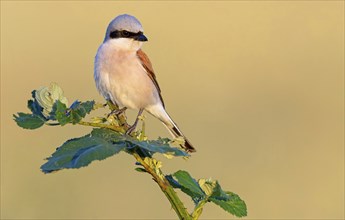 Red-backed shrike, red-backed shrike, thorn-backed shrike, family of shrikes, (Lanius collurio),