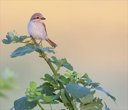 Red-backed shrike, red-backed shrike, thorn-backed shrike, family of shrikes, (Lanius collurio),