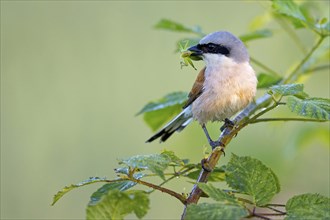 Red-backed shrike, red-backed shrike, thorn-backed shrike, family of shrikes, (Lanius collurio),