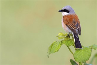 Red-backed shrike, red-backed shrike, thorn-backed shrike, family of shrikes, (Lanius collurio),