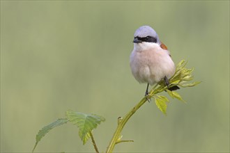 Red-backed shrike, red-backed shrike, thorn-backed shrike, family of shrikes, (Lanius collurio),