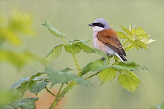 Red-backed shrike, red-backed shrike, thorn-backed shrike, family of shrikes, (Lanius collurio),