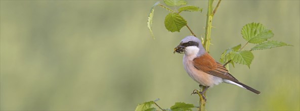 Red-backed shrike, red-backed shrike, thorn-backed shrike, family of shrikes, (Lanius collurio),