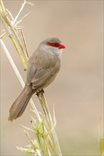 Wave-astrild, (Estrolda astrild), family of the splendid finches, Garden Route National Park,