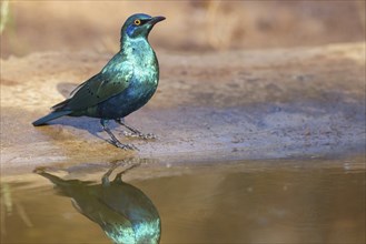 Lesser blue-eared starling (Lamprotornis chloropterus), Tendaba camp / Tendaba photo hid, Kwinella,