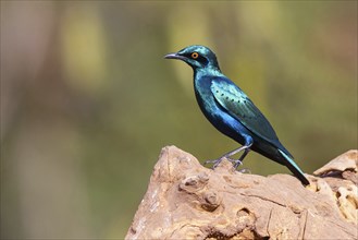 Lesser blue-eared starling (Lamprotornis chloropterus), Tendaba camp / Tendaba photo hid, Kwinella,