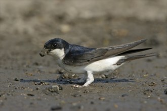 House Martin, Town Swallow, common house martin (Delichon urbica), Black Sea coast, Lesbos Island,