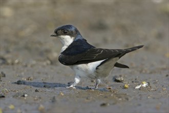 House Martin, Town Swallow, common house martin (Delichon urbica), Black Sea coast, Lesbos Island,