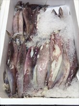Display of fishing caught Californian squid (Loligo opalalescens) fish fresh fish squid on ice in
