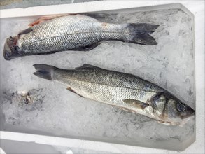 Display of fish caught whole fish European bass (Dicentrarchus labrax) also sea bass Loup de Mer