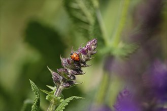 Ladybird on a plant, May, Germany, Europe