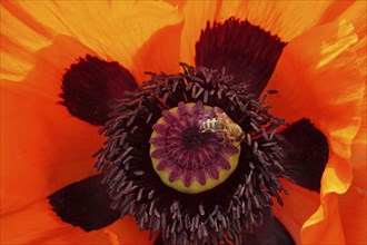 Picturesque poppy flower, May, Germany, Europe