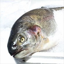 View of head of Pacific salmon (Oncorhynchus) wild salmon caught in open sea fresh fish on ice in