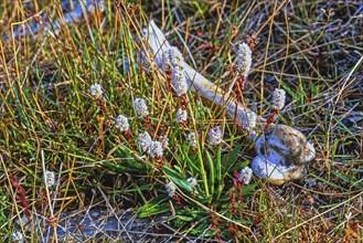 Flowering Alpine bistort (Bistorta vivipara) with a animal bone on the ground in Arctic, Svalbard