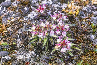 Flowering Hairy Lousewort (Pedicularis hirsuta) growing on the ground in Arctic, Svalbard