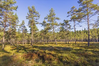 Bog with pine trees in a coniferous forest in the scandinavian wilderness, Sweden, Europe
