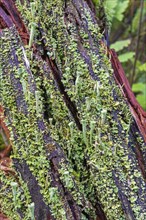 Trumpet cup lichen (Cladonia fimbriata) on a tree stump
