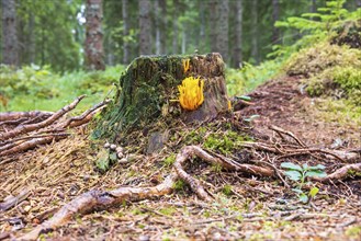 Yellow stagshorn (Calocera viscosa) fungus growing on a tree stump in a spruce forest