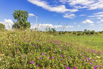 Flowering meadow with Bloody cranesbill (Geranium sanguineum) wildflowers in rural landscape