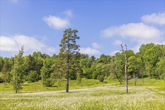 View at a flowering wet meadow with Broad-leaved bog-cotton (Eriophorum latifolium) in a nature