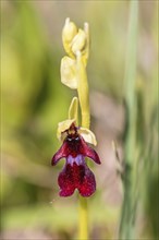 Close up at an Fly orchid (Ophrys insectifera) on a wet meadow a sunny summer day