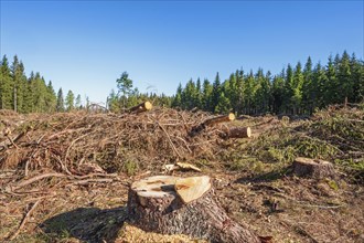 Tree stumps and branches on Clearcutting in a spruce forest