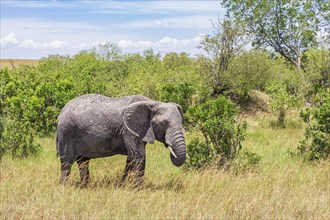 African bush elephant (Loxodonta africana) in a grove of trees on the savanna, Maasai Mara National