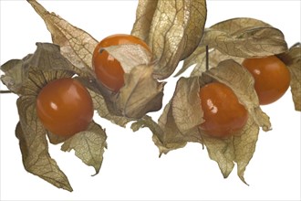 Physalis white