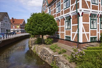 Ditch Jorker Hauptwettern and Norway maple (Acer platanoides) in front of the town hall in Jork,