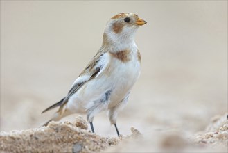 Snow bunting (Plectrophenax nivalis), family of tundra buntings, Helgoland Island,