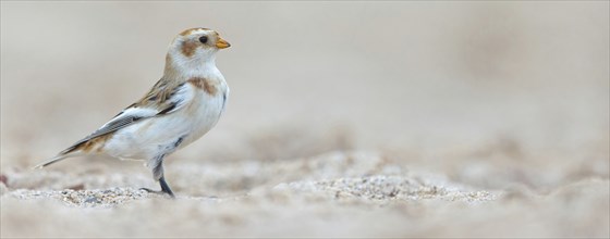 Snow bunting (Plectrophenax nivalis), family of tundra buntings, Helgoland Island,