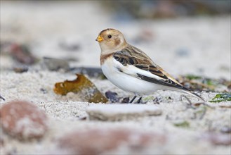 Snow bunting (Plectrophenax nivalis), family of tundra buntings, Helgoland Island,