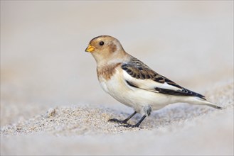 Snow bunting (Plectrophenax nivalis), family of tundra buntings, Helgoland Island,