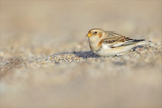 Snow bunting (Plectrophenax nivalis), family of tundra buntings, Helgoland Island,