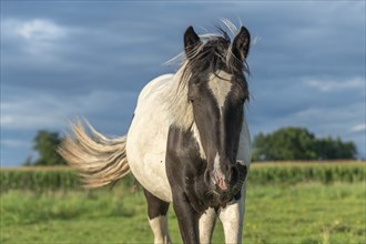 Irish cob horses in a pasture in spring. In the French countryside, the horses go out into the