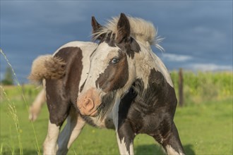 Irish cob horses in a pasture in spring. In the French countryside, the horses go out into the